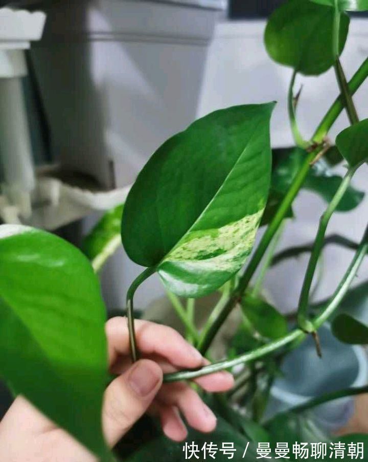 春季养绿萝，要注意“3点”，叶子更翠绿旺盛，容易爆盆