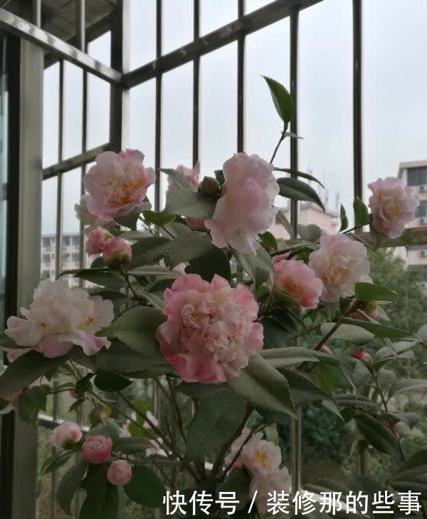 4种花高贵优雅，看了就让人沉醉，花开就爆盆，漂亮又好养！