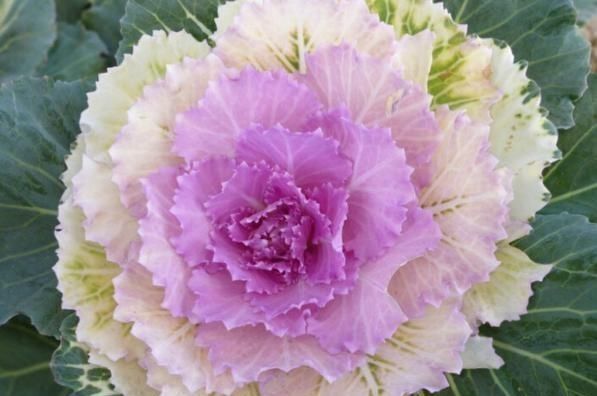 爆花|5种“耐寒花”,趁着秋天种一盆,爆花3个月,冬天不寂寞