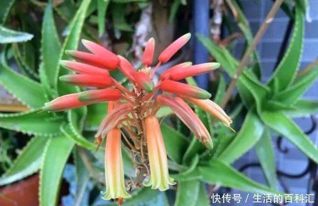 浇水|这四种绿植,十天半个月可以不浇水,爆芽、疯长到盆都装不下!