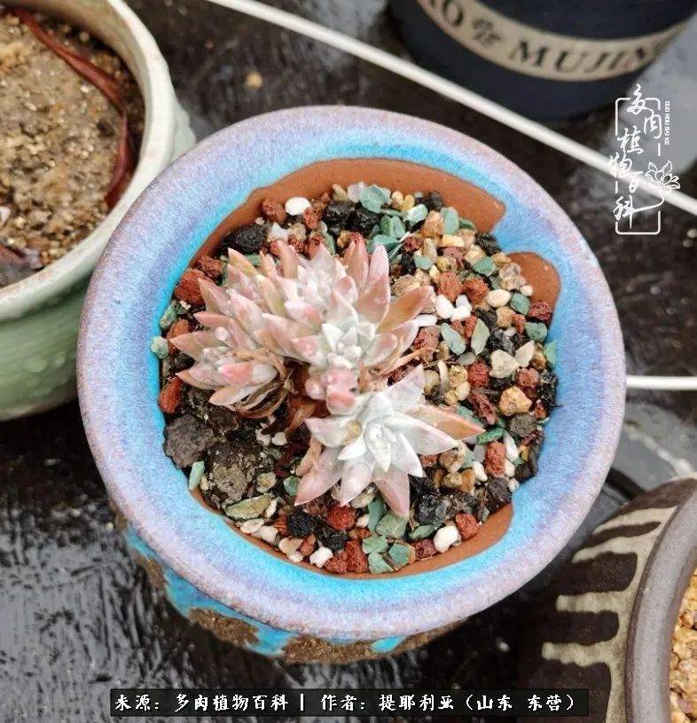 多肉植物|人如多肉，经阳光雨露历练后，亦会越挫越勇！