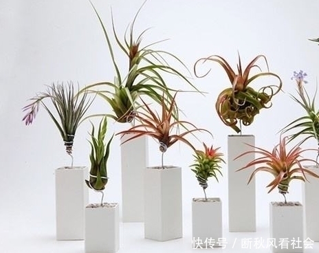 苞衣|这几种水果吃完先别扔！放盆里泡7天就发芽，一个月左右美不胜收