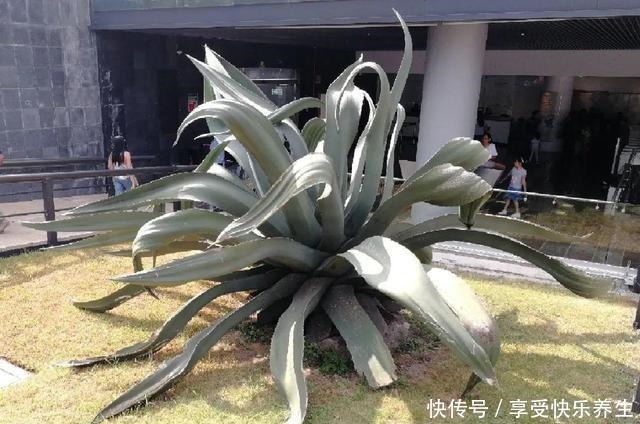 8种镇宅花,窗户边养一棵,霸气又镇宅!