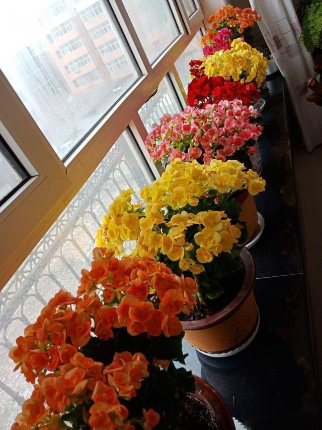 10种花适合养窗台,晒晒太阳,浇浇水,一年300多天都开花