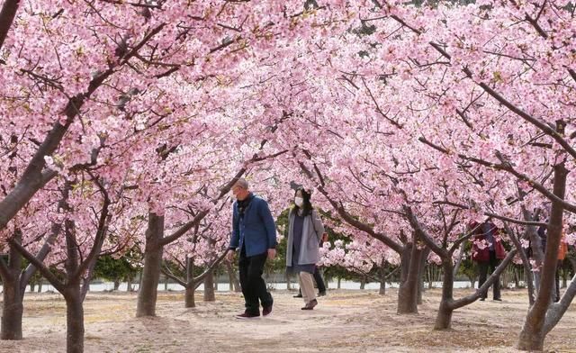 美如画卷！日本山口县樱花盛开