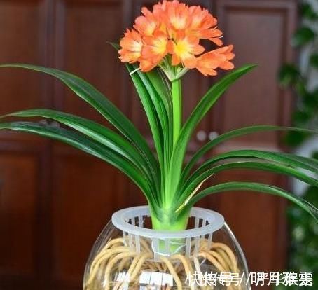 君子兰不开花还总是烂根教你一招,君子兰从此长不停