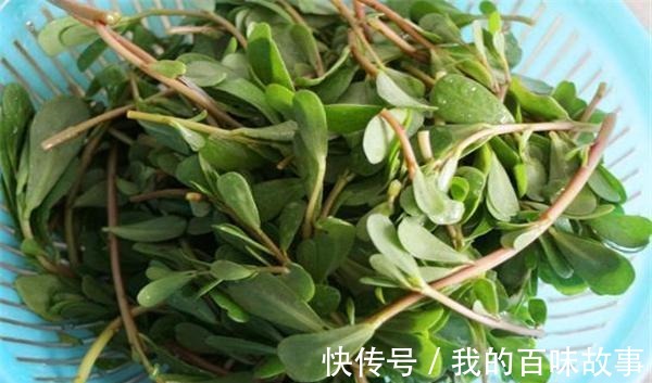 脸部|马齿苋加“它”涂抹脸部,7天下来淡化色斑又嫩肤,皮肤白净光滑!