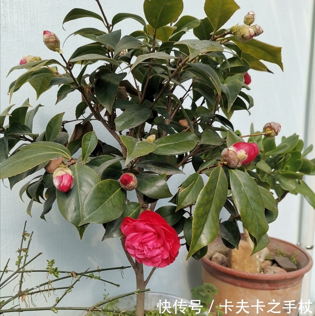 这3种公认难养的花,想要养好也不难,先满足它们这个“喜好”