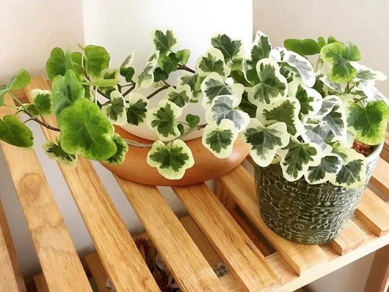 叶片|13种耐阴花卉,光照不佳也能生长良好,枝繁叶茂,美丽如画