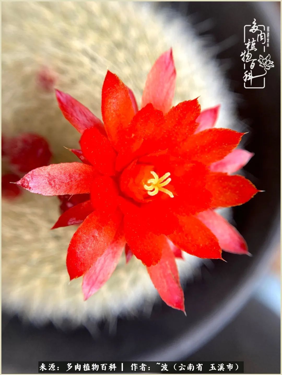 多肉|遇见即美，花事未荼蘼！种一桌子多肉，看花开花落！