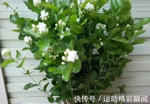 冬天了,3种花狠心剪几刀,来年枝叶疯长,开花一茬接一茬