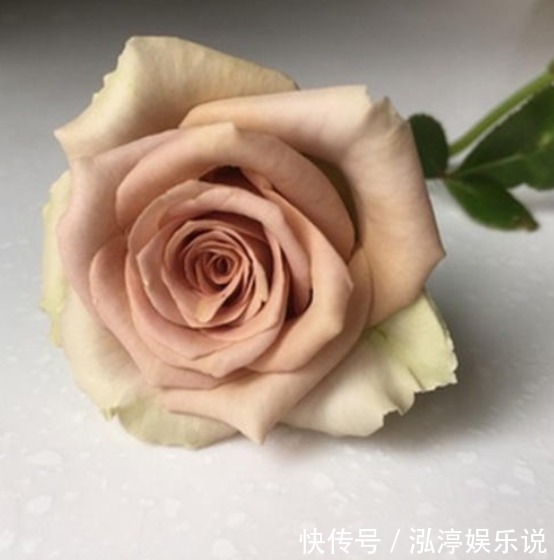 月季|喜欢菊花,不如养盆“玫瑰精品”失忆,初恋的感觉,让人忘不了