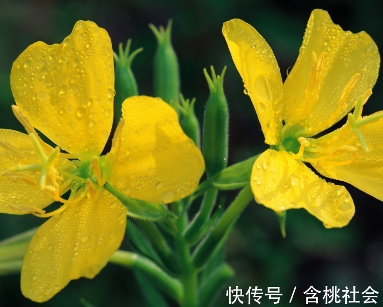 生肖|不随意离婚的4大生肖男,出了名的宠爱老婆