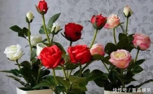 花开的三种花,开花,一次,开花,一年不停,谁养的