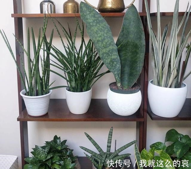 虎皮兰“僵住了”死活不长个,3个“舒服法”,新芽新叶嗖嗖冒!