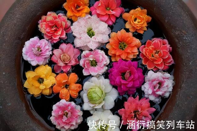 玉树|天气冷,六种花要“干养”,少水多晒才健壮,养成老桩更旺家