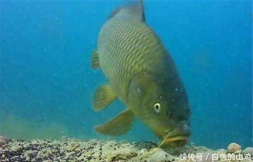 鲫鱼|钓鱼技巧:漂相无非“顶”和“顿”,知道这些漂相如何产生的吗?