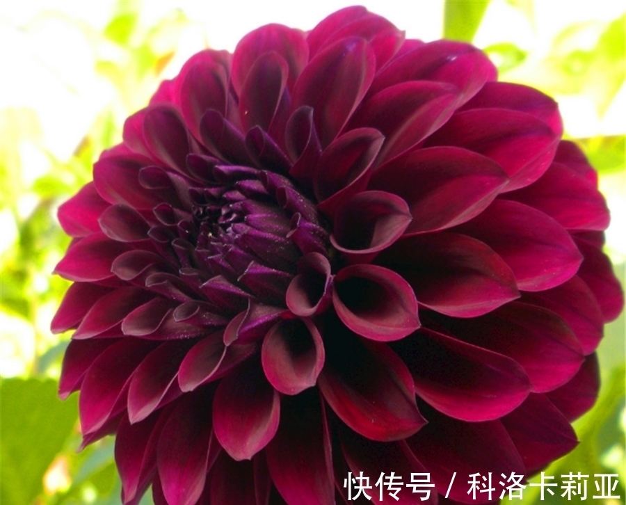 家庭盆栽大丽花,把握“4个要点”,不黄叶开花多,过年开爆盆