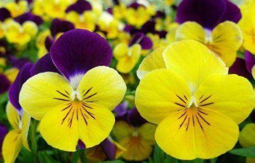 上瘾|4种花一养就上瘾,开花美丽,花香浓郁,真是太美了