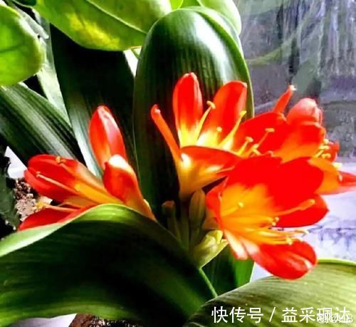 低于5度，6种花一整个冬天不浇水，也能照样活！