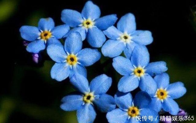 此花小巧醒目美丽 给人一种可爱而难忘的感觉 代表忠诚不变的心 快资讯 此花小巧醒目美丽 给人一种可爱而难忘的感觉 代表忠诚不变的心 快资讯