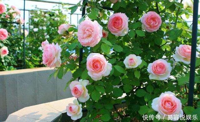 月季|这“4种花”，耐高温，开花多，种在屋顶、露台，开成漂亮小花园
