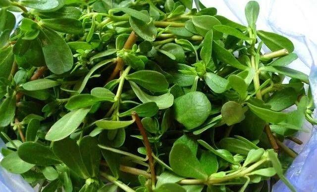 痤疮|一味马齿苋,用好了能治8种病症