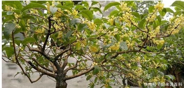 桂花扦插,没那么难!路边折一段,30天成桂花盆栽,能观赏能泡茶!