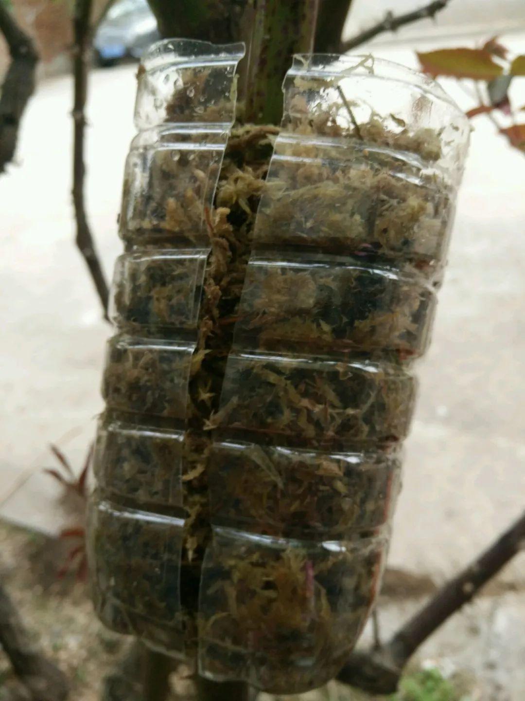 1个塑料瓶，居然有8种养花方法，省钱又好用！