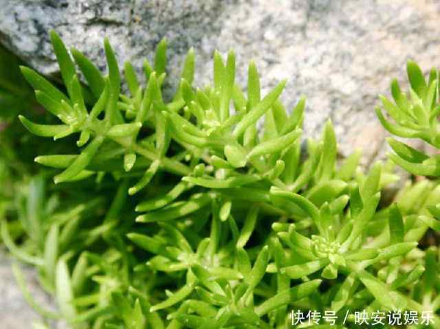 不起眼的它却是治肝奇药，也许你家花盆里就有