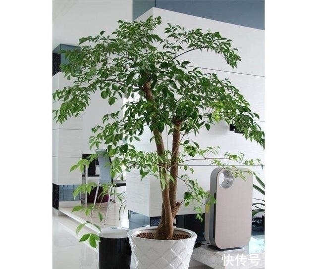 生活家|客厅不能乱养“花”,这种花被称为“破财花”,再好看也不要养