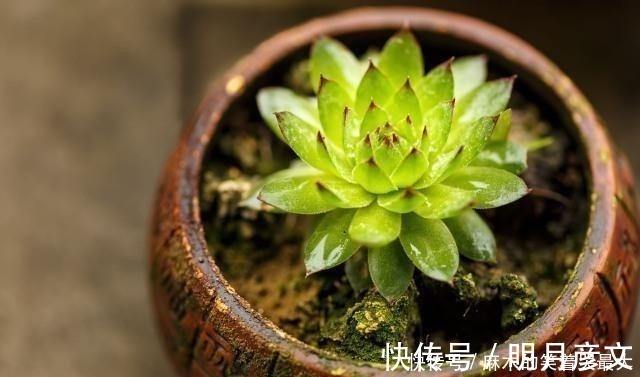 姬胧月|这“三多肉”是爆崽小能手，遇水疯长“寓意好”，却被当作低端货！