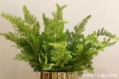 头晕头痛|农村儿时常见的野草,全身都是“宝”,不仅能食用还能缓解疲劳