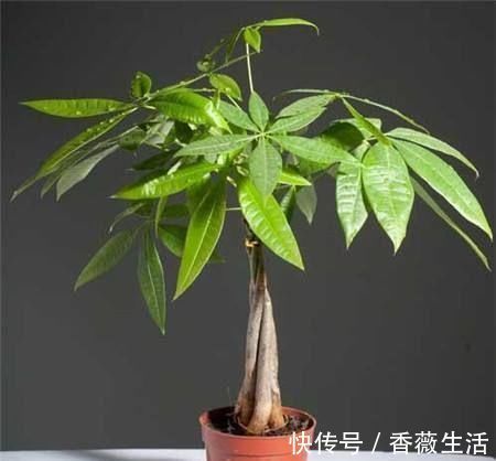 养护|发财树这么养,半年就从指头宽长到大腿粗,植株健硕,四季常青