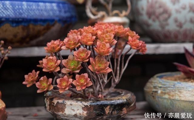 根系不好的多肉|根系好的多肉,平时有这3种表现,及时培养快速长成老桩