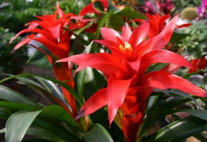 4种花美的出奇,绚丽多彩,漂亮又好养,四季开花不断