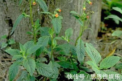 农民|农村一种常见野菜,农民总认为它是茼蒿,其实比茼蒿更为营养