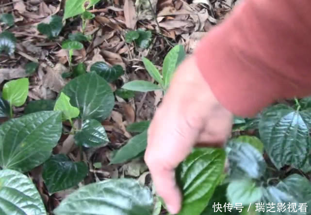 叶子|味道媲美紫苏的叶子,识货人当宝,不懂的当草,用来做菜味道一绝