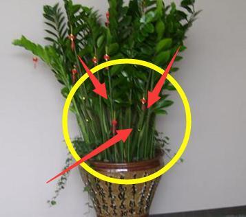 家里要养的4种植物,聪明人都在养,财源滚滚更富裕!