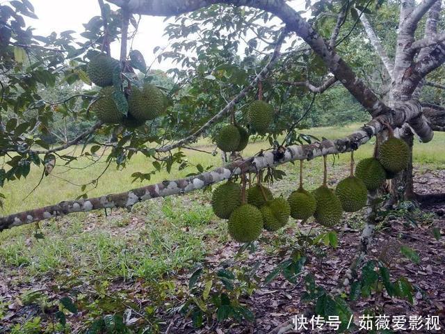 榴莲树一年可结400多个果,为什么卖那么贵原因其实很简单