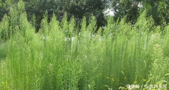 消炎|农村一种野草,常被当成害草,其实能消炎杀菌,加工后50块一斤