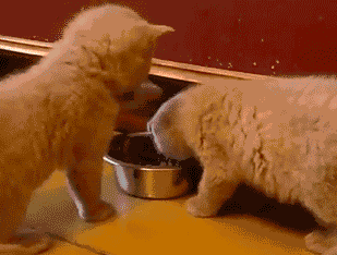 胆固醇|一个公式预测“冠心病”风险，来自权威心脏病专家的推荐