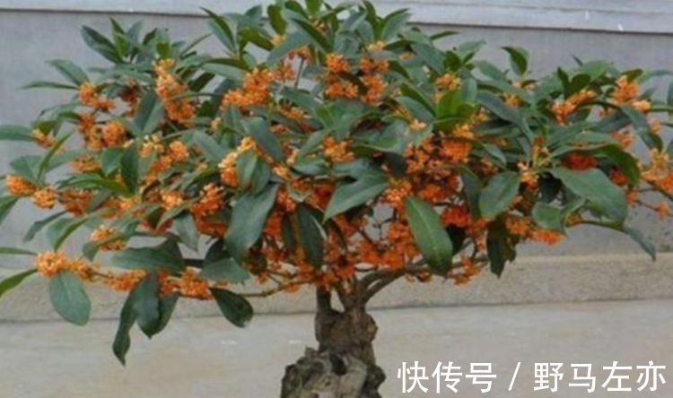 3种花漂亮又养人,泡茶解暑,人养花,花也养人,花朵又大又鲜艳