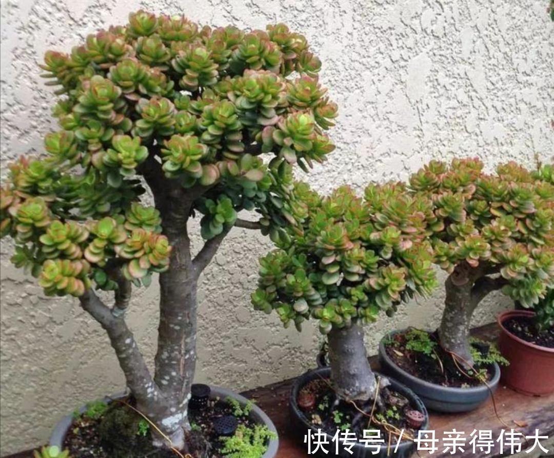 6种“懒人花”,看着很普通,养着很“实惠”,养得越久越觉得好