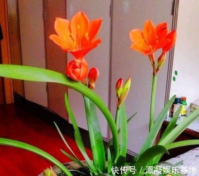 养这10种花,再喜欢也别多浇水,少浇水,不管它,反而花更多