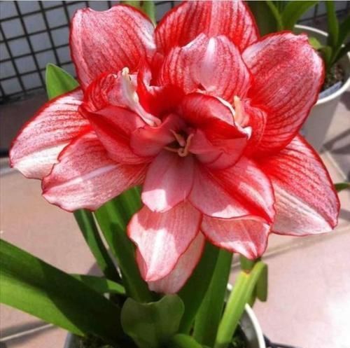 4种漂亮花，花朵大、花期长，一年四季开花不断，一开就是300多天