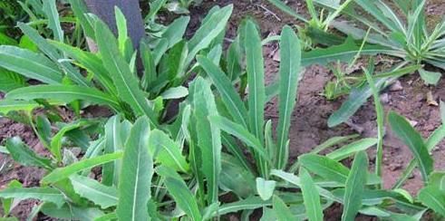 个个|7种农村常见的野菜,个个都是治病的“良药”,你吃过几个