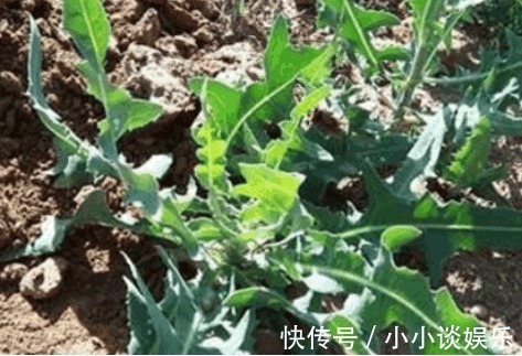 野菜|乡下有一种很常见的菜，治疗高血压、消化道溃疡、风湿性疼痛等