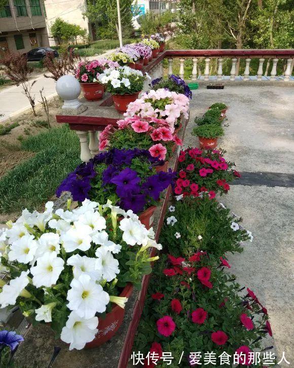 路上看到“三种花”，择点枝带回家，温度低易生根“繁殖”一大群