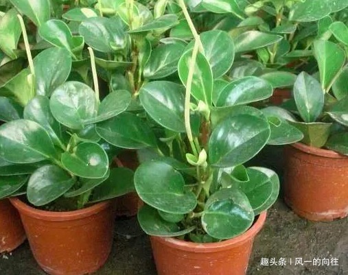 这三种花堪称二手烟天敌,家里养一盆废气全没了,从此健康无忧